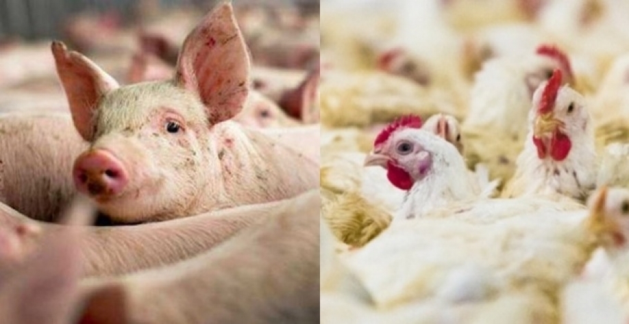 Exportações de carne de frango em maio crescem 4,1% e de suínos 23%