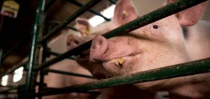 Suínos: Preços caem 3% na China com demanda fraca, abaixo de US$ 2300 por t