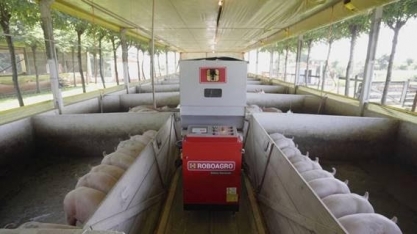 Robô na pocilga ajuda produtor a ser eficiente em tempo real