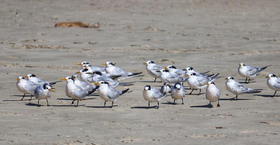 Gripe aviária: Confirmados 3 novos focos em aves silvestres; total é de 22