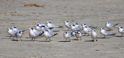 Gripe aviária: Confirmados 3 novos focos em aves silvestres; total é de 22