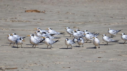 Gripe aviária: Confirmados 3 novos focos em aves silvestres; total é de 22