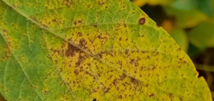 Ciência genômica dá pistas sobre a temível ferrugem asiática da soja