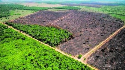 Brasil é 5º País com mais casos sobre mudanças climáticas nos tribunais