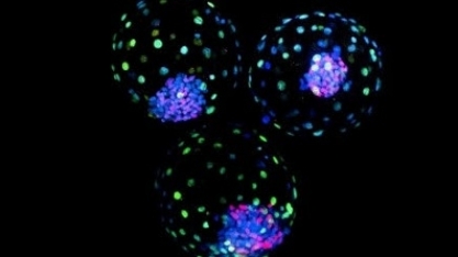 Pesquisa é a primeira a gerar modelos de embriões bovinos