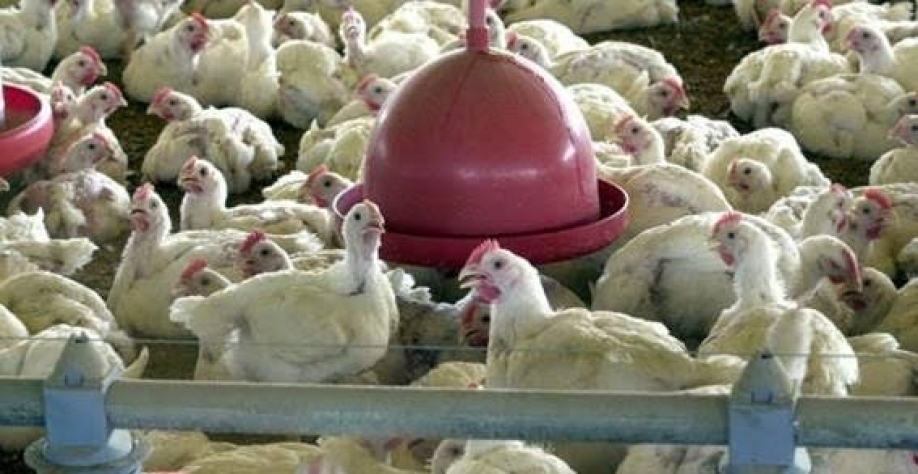 Frango: Análise Conjuntural Agromensal Maio/23 Cepea/Esalq/USP