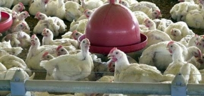 Frango: Análise Conjuntural Agromensal Maio/23 Cepea/Esalq/USP