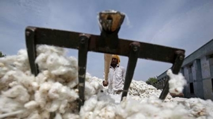 Algodão: Análise Conjuntural Agromensal Maio/23 Cepea/Esalq/USP