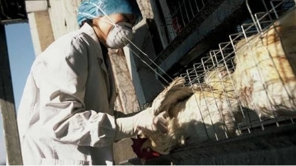 Brasil tem primeiro caso de gripe aviária em animal caseiro 