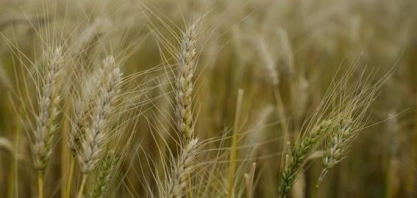Paraná terá safra recorde de trigo neste ano