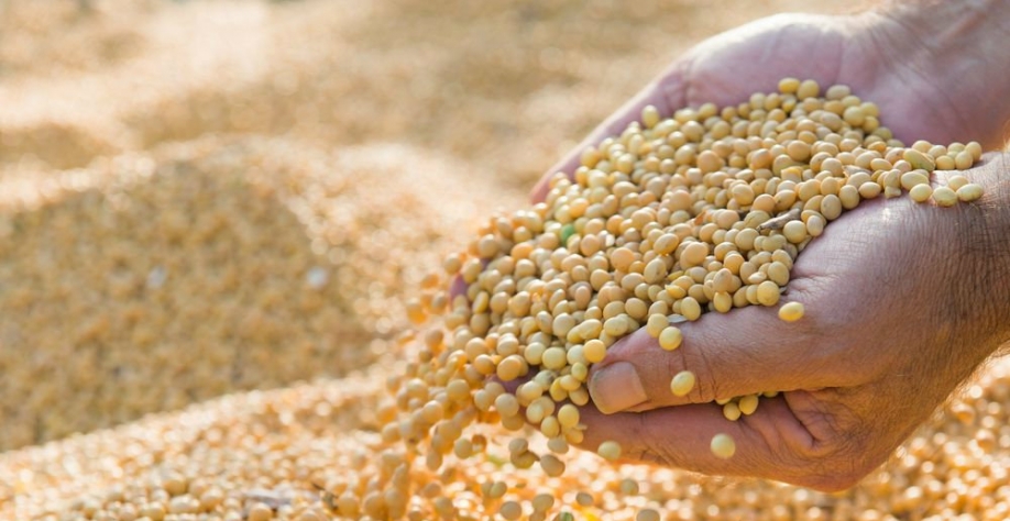 Produtividade maior e presença menor da China ajustam estoques mundiais