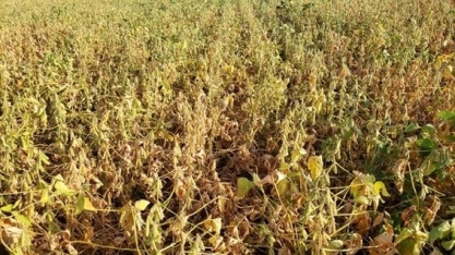 Argentina se torna o 2º destino da soja do Brasil em 2023