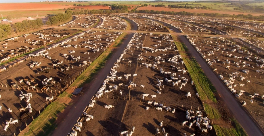 Brasil tem 6,995 mi de animais confinados em 2023, queda de 0,5% ante 2022
