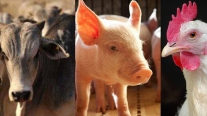 Produção de carnes sobe 4,8% no primeiro trimestre