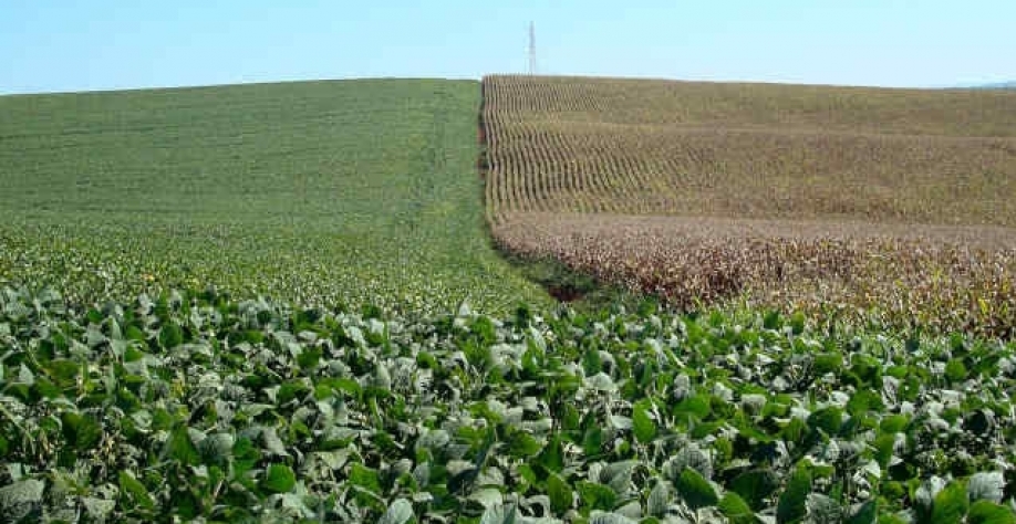 AgResource eleva estimativas de safras de milho e soja e de exportações