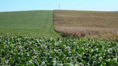 AgResource eleva estimativas de safras de milho e soja e de exportações