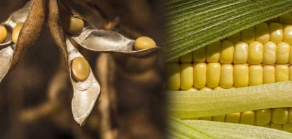 Cepea aponta maior liquidez em negócios de soja para próxima safra