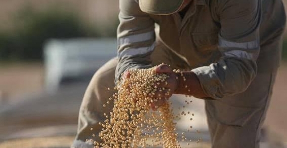 Importações de soja pela UE 2022/23 caem 11% até 25 de junho