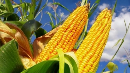 Milho: Análise Conjuntural Agromensal Maio/23 Cepea/Esalq/USP 