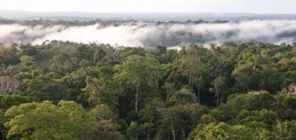 Amazônia: Programa de descabornização terá R$ 5 bi e será lançado em julho