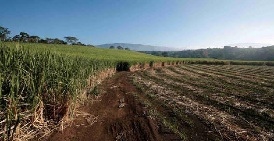 Devido à menor produção, a Índia permitiu exportações de 6,1 milhões de toneladas para esta temporada (Imagem: REUTERS/Juan Carlos Ulate)