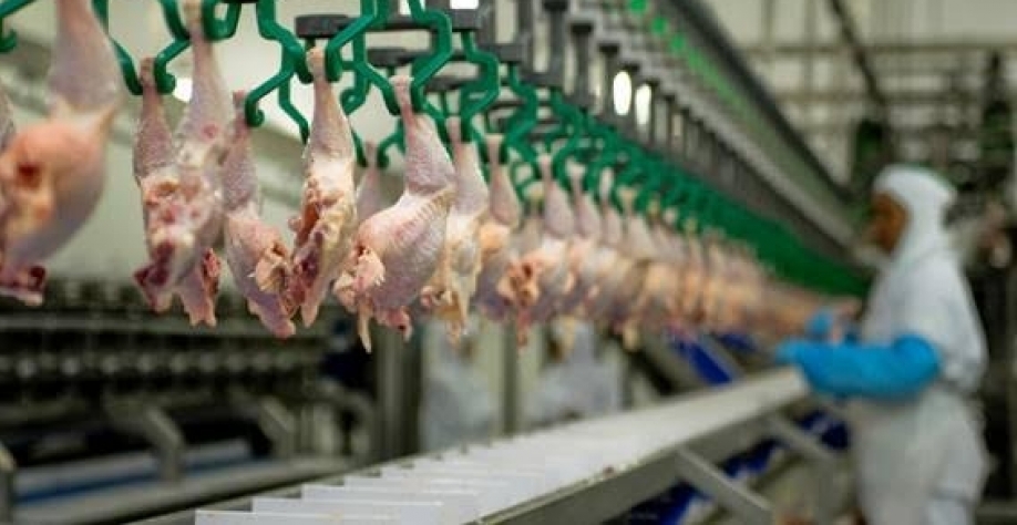 Abate de 1,6 bi de frangos no 1º tri/2023 é recorde para um 1º trimestre