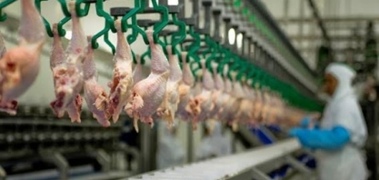 Abate de 1,6 bi de frangos no 1º tri/2023 é recorde para um 1º trimestre