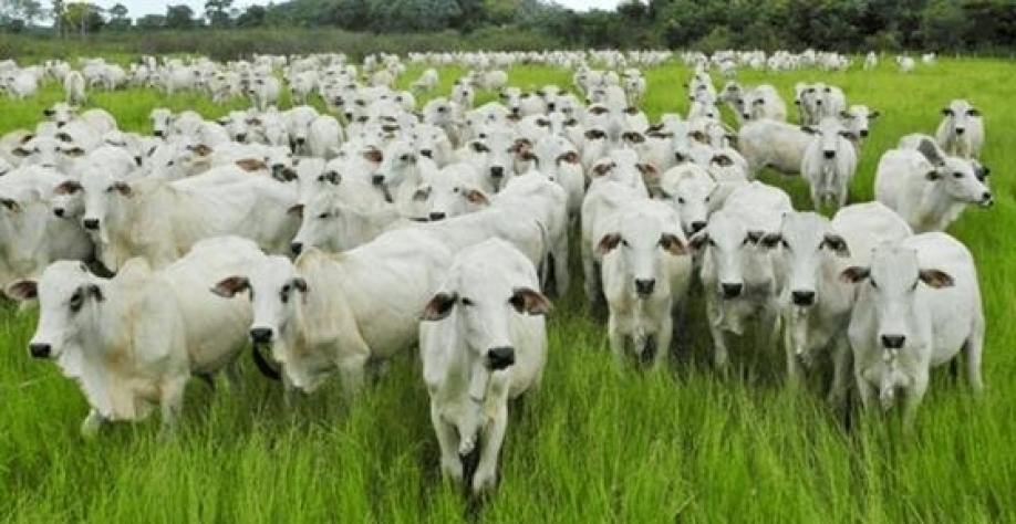 Boi: Análise Conjuntural Agromensal Maio/23 Cepea/Esalq/USP