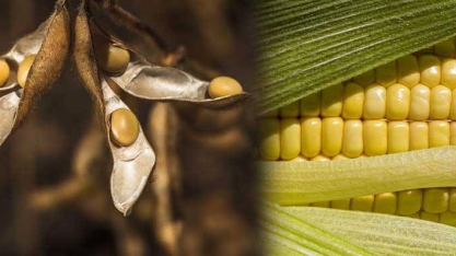 USDA eleva projeções de safras 2022/23 de soja e milho do Brasil