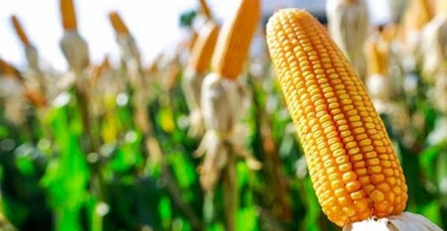 El Niño já afeta clima nas áreas produtoras de milho