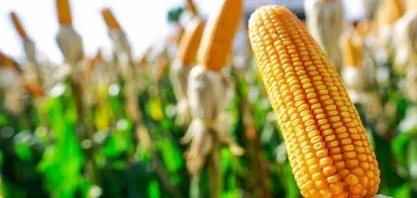 El Niño já afeta clima nas áreas produtoras de milho