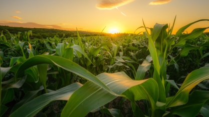 Milho: Análise Conjuntural Agromensal Junho/23 do Cepea/Esalq/USP