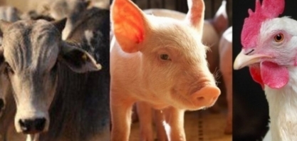 Brasil deve produzir mais de 36 milhões de toneladas de carnes em 2033