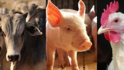 Brasil deve produzir mais de 36 milhões de toneladas de carnes em 2033