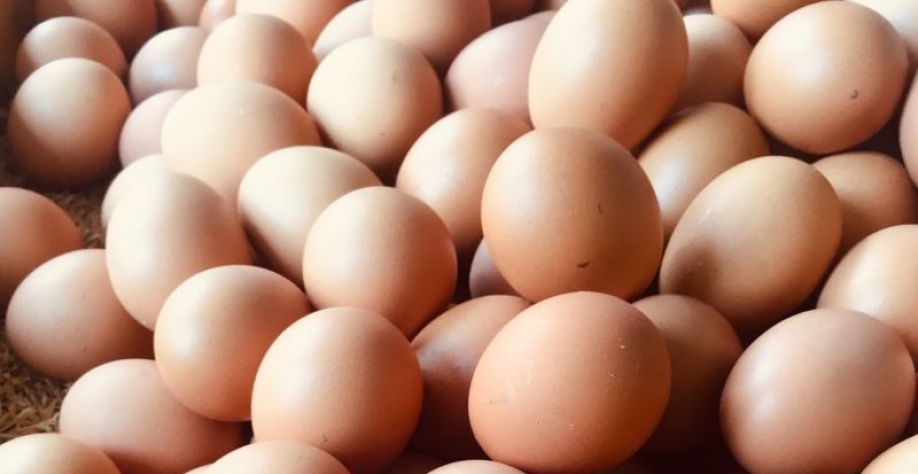 Ovos: Exportação no 1º semestre cresce 150% ante 2022, para 16,6 mil t