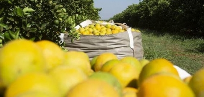 Brasil produzirá menos 1,1% na safra 2023/24, para 410,6 mi de caixas