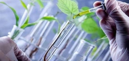 Startup dos EUA coloca no mercado o primeiro algodão de laboratório 