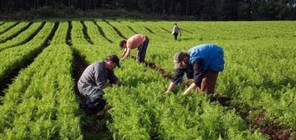 Agricultura familiar produzirá 17 milhões de toneladas de soja em 2033
