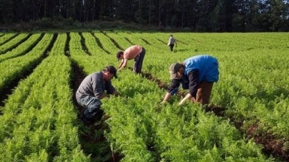 Agricultura familiar produzirá 17 milhões de toneladas de soja em 2033