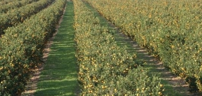 EUA terão a menor safra de laranja em 56 anos