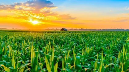 IGC aumenta previsão para safra mundial de milho 2023/24