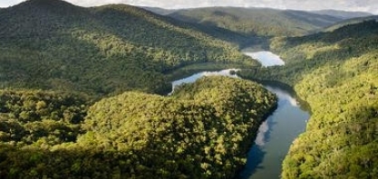 Como empresas estão transformando o reflorestamento em um negócio promissor