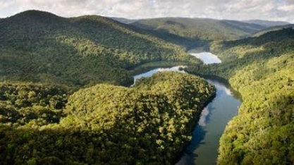 Como empresas estão transformando o reflorestamento em um negócio promissor