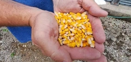 Como o Brasil pode desbancar EUA como maior exportador de milho do mundo