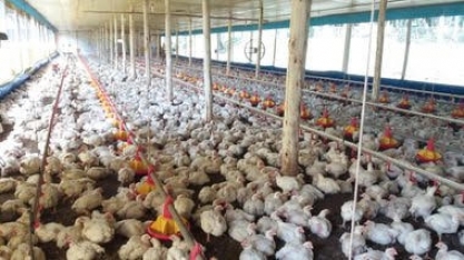 Japão suspende compras de carne de frango de SC após caso de gripe aviária