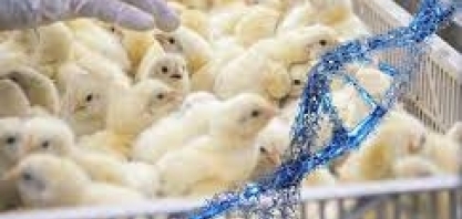 Genética avícola:Exportação acumulada até maio dobra ante 2022,a 12,5 mil t