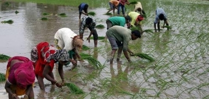 Índia reduz exportações, e preço do arroz deve subir para o consumidor