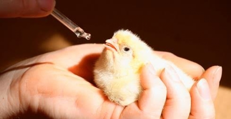 Aves: Exportação de genética cresce 95% no 1º sem. ante 2022, para 14,16 mi t