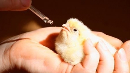 Aves: Exportação de genética cresce 95% no 1º sem. ante 2022, para 14,16 mi t