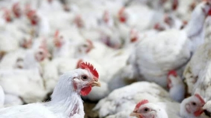 Surto de gripe aviária causaria prejuízo de R$ 22 bilhões ao Brasil